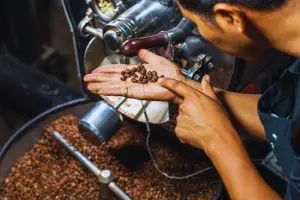 Kopi Arabika Sukabumi seringkali diproses secara natural atau full-wash untuk menonjolkan keasaman khas pegunungan, menjadikannya favorit para brewers kopi. (Foto: Istimewa)