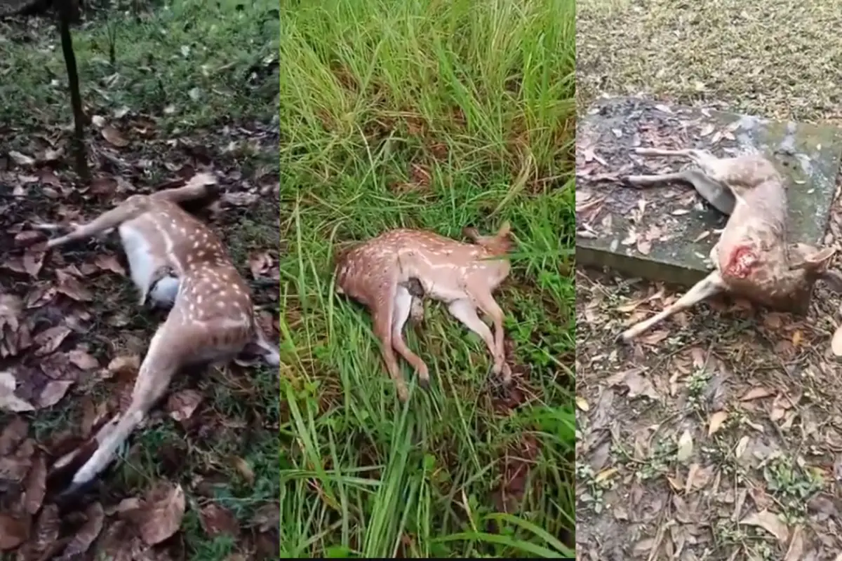 etelah masalah menjadi viral, biasanya Dinas Peternakan, Kesehatan Hewan (khususnya terkait dugaan Rabies), atau Kepolisian akan memberikan respons resmi, baik berupa klarifikasi, permintaan maaf, atau janji tindakan cepat.