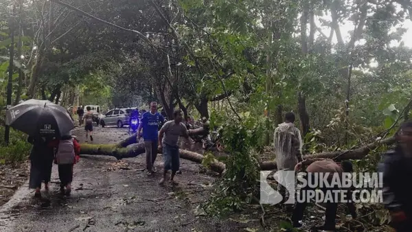 Pohon tumbang di Jalan KH. Anwari, Desa Citepus, Kecamatan Palabuhanratu, Kabupaten Sukabumi, Senin sore (17/11/2025). (Sumber Foto: Istimewa)