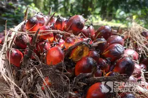 "Apakah sawit yang kita produksi hari ini sudah benar-benar bertanggung jawab?" (Foto: Istimewa)