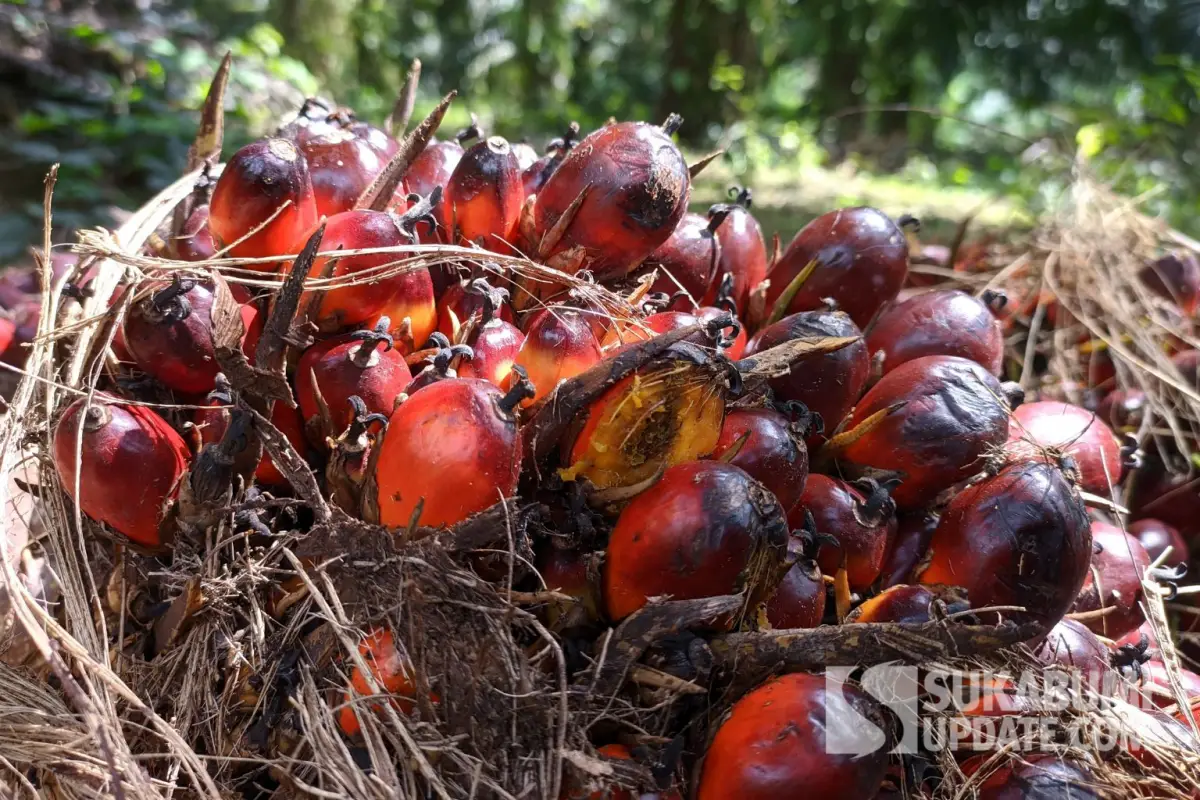 Hari Sawit di Balik Kabut Memori Antara Pesta Komoditas dan Trauma Lingkungan