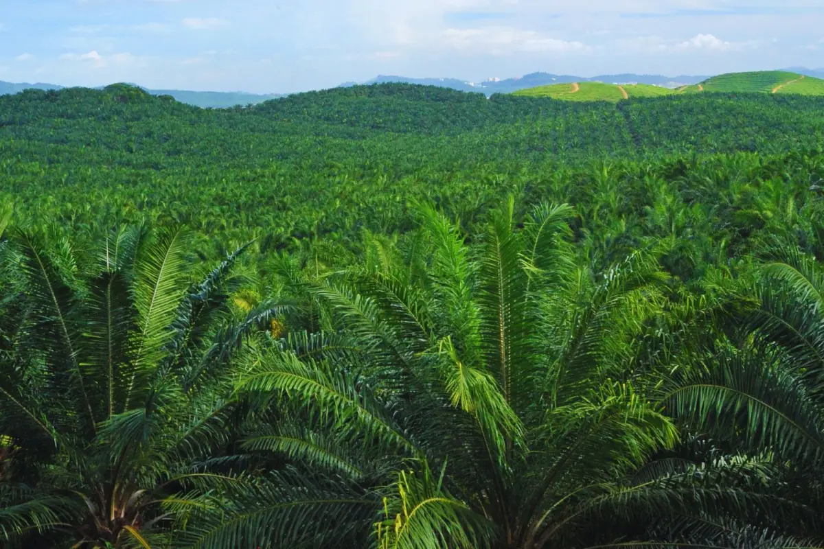 Dalam perjalan ekspedisi yang terdiri dari 2 perwakilan Green Radio Pekanbaru, 4 Perwakilan dari Balai TNTN, 3 Personil TNI,  2 Volunteer WWF dan 2 perwakilan masyarakat menembus hutan dari utara ke selatan     Konten ini telah tayang di Kompasiana.com de
