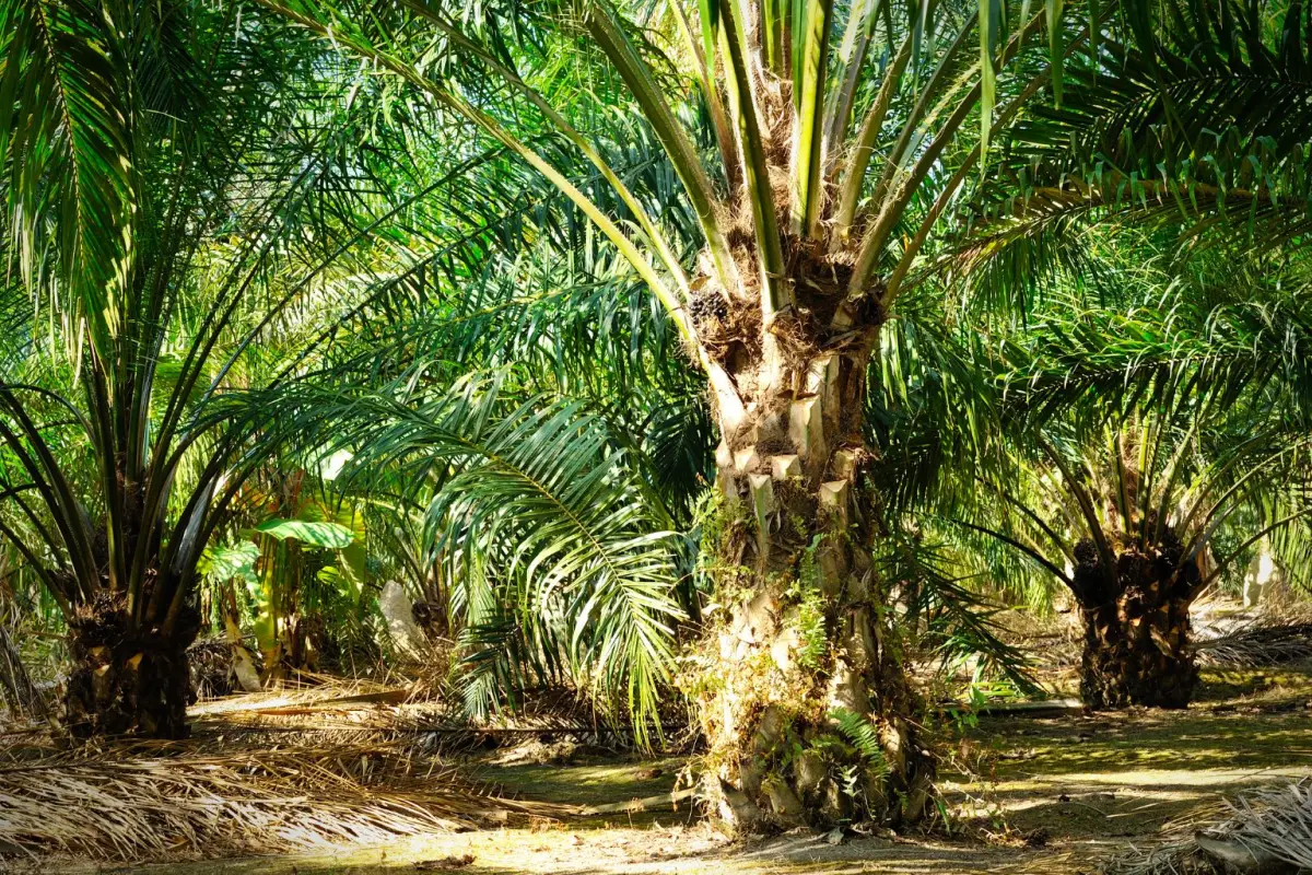 Hamparan sawit yang membentang di Pelalawan, Riau, mungkin adalah cerminan dari kemajuan ekonomi. Namun, selagi kabut memori tahun 2015 belum sepenuhnya hilang, masyarakat akan terus menagih janji: bahwa pertumbuhan tidak boleh lagi mengorbankan paru-paru