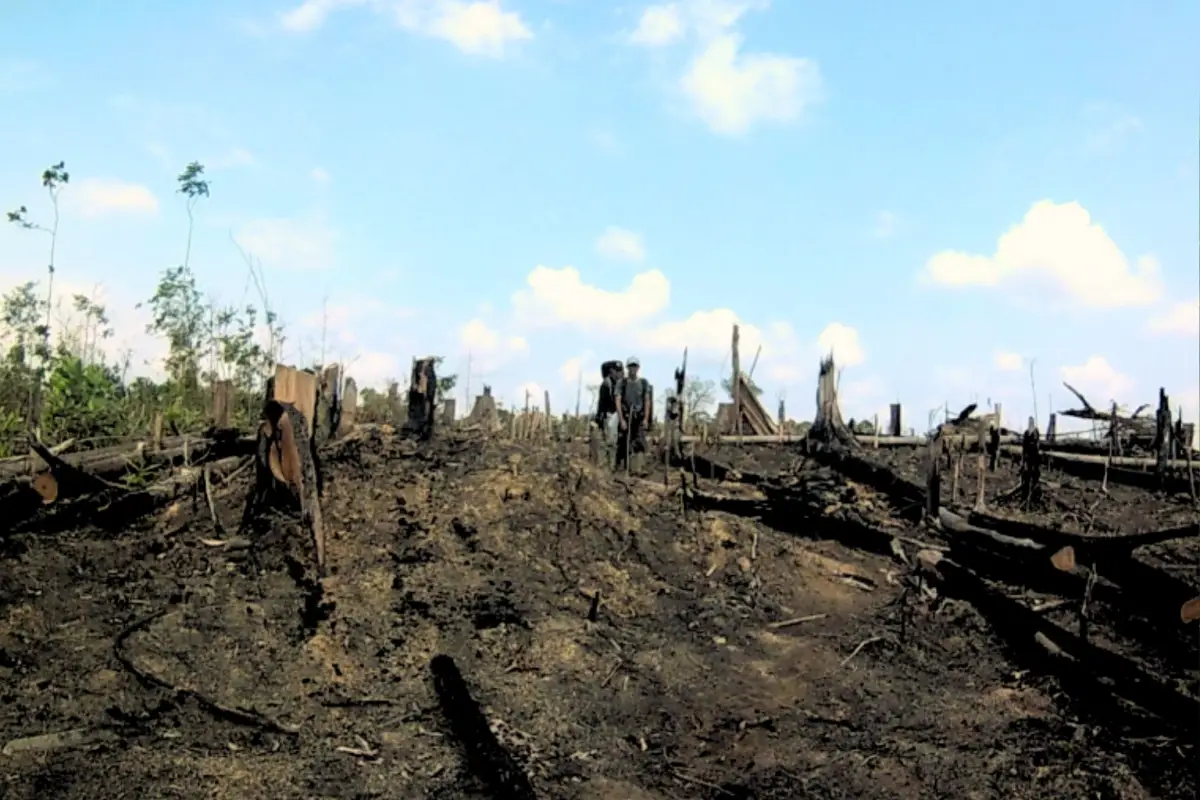 Harapan kami, ekspedisi ke Tesso Nilo, adalah simbol perjuangan untuk menemukan batas, di mana hutan (dan harapan) masih bisa bertahan.