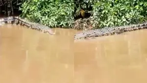 Kemunculan Buaya 4 Meter di Sungai Ciletuh Sukabumi yang Terekam Kamera Warga. (Sumber : Facebook/@Yudi Pratama)