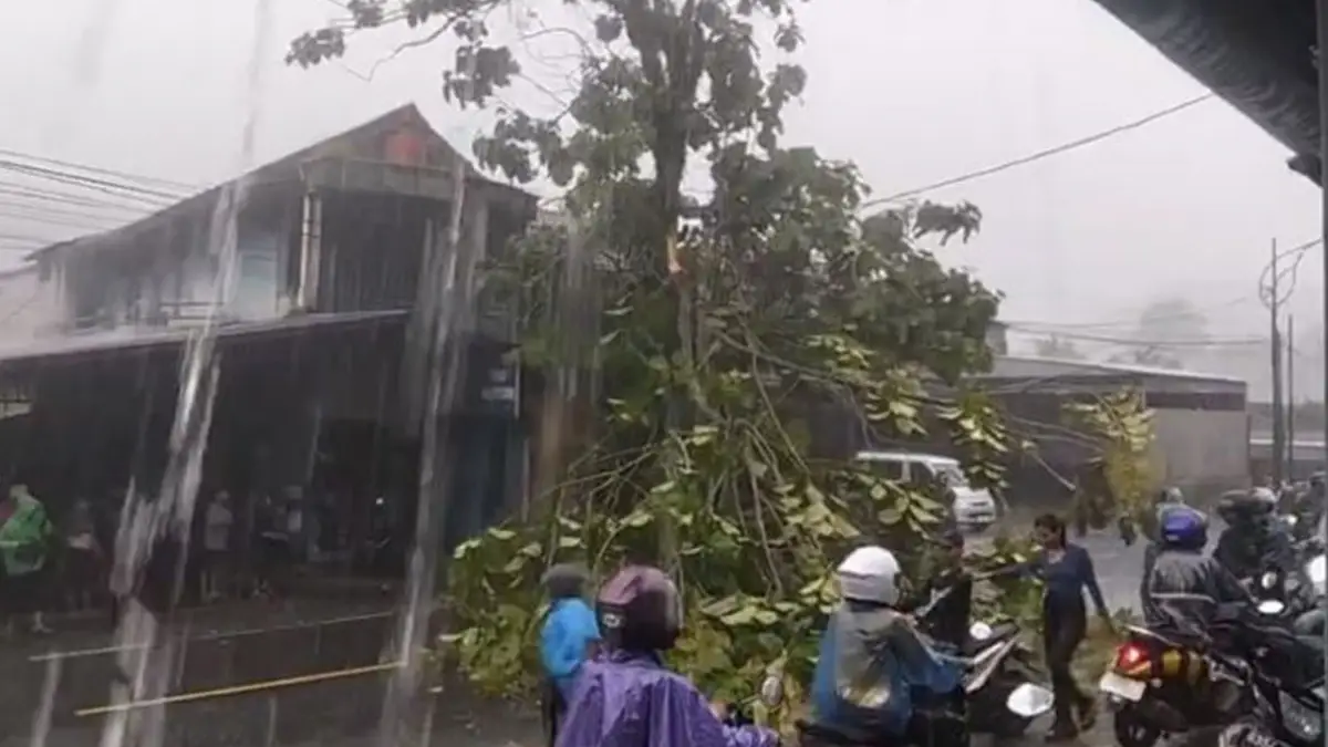 Patah Diterjang Hujan Dan Angin Kencang, Dahan Pohon Tutupi Jalan di Palabuhanratu Sukabumi