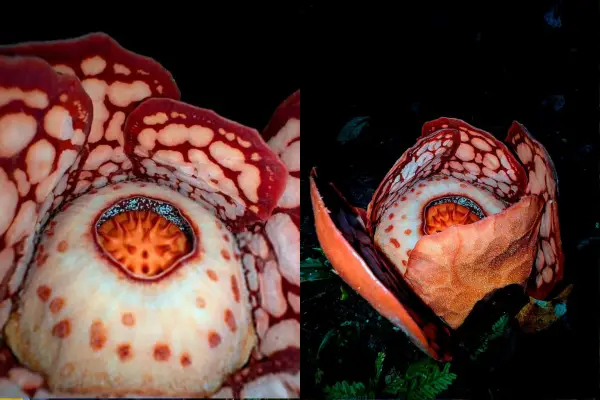 Setelah 17 Tahun, Ahli Botani Ini Temukan Rafflesia Banaona Langka di Hutan Kalinga, Filipina (Credit Foto:@thorogoodchris1/X.com)