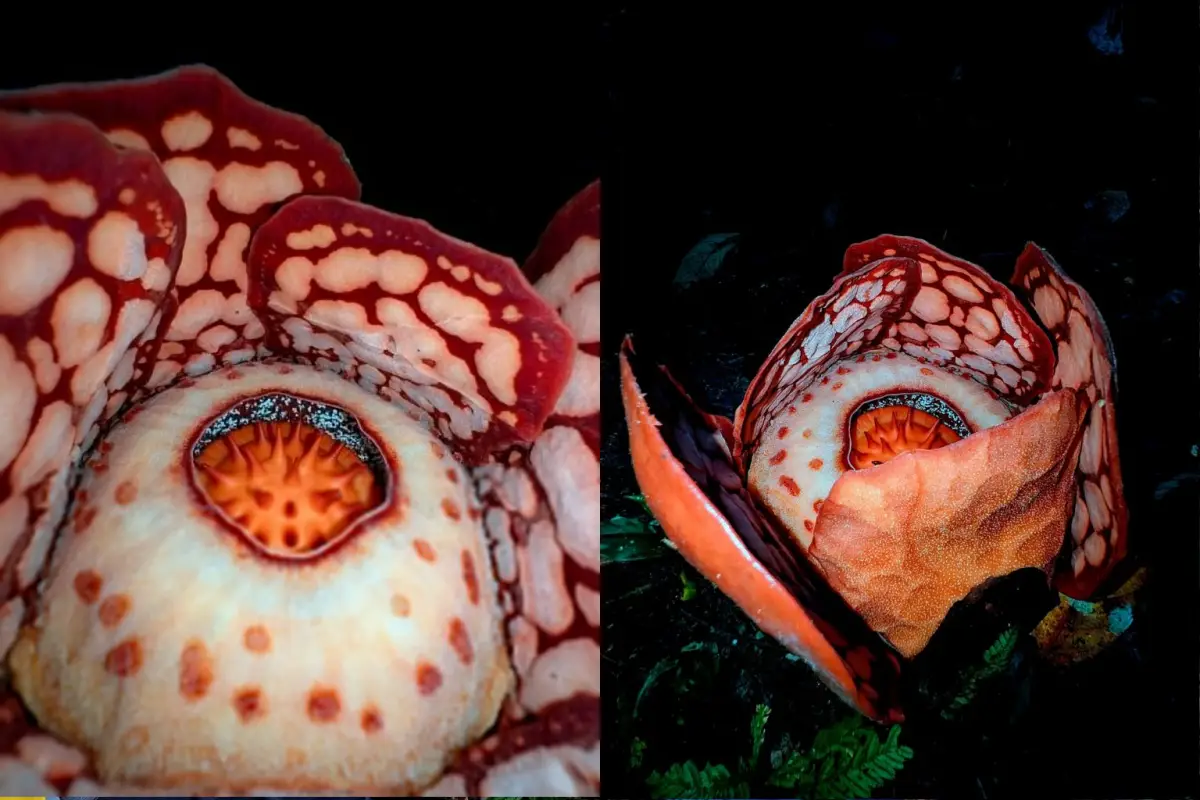 Setelah 17 Tahun Ahli Botani Ini Temukan Bunga Bangkai Raksasa Paling Langka