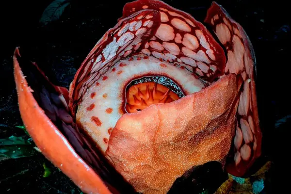 Ancaman Kepunahan dan Asa di Balik Indah Pesona Rafflesia. (Sumber: x)