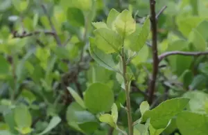 Daun Beluntas Lalapan Sederhana dengan Khasiat Luar Biasa (Sumber : Instagram/@natnasi.f)
