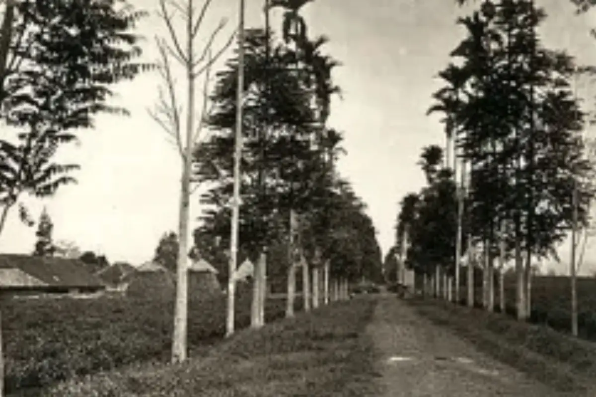 Hulu Perkebunan (Nagrak & Cibadak): Lokasi bagi manajer dan mandor yang harus tinggal di dekat pabrik dan kebun teh, seperti di perkebunan Sinagar (Nagrak).