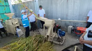 Sorgum, tanaman jadi bahan bakar hijau pengganti batu bara di PLTU Palabuhanratu Sukabumi (Sumber : Istimewa.).