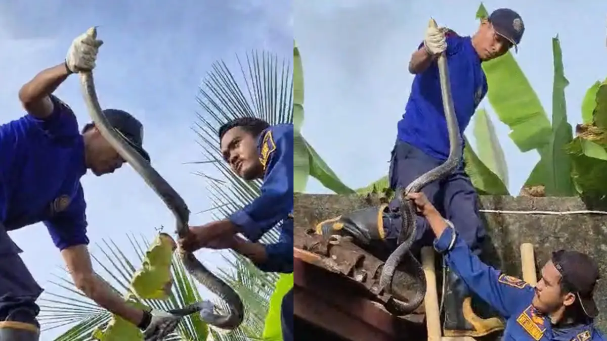Aksi Dramatis Damkar Surade Sukabumi Evakuasi King Kobra 3 Meter di Plafon Rumah Warga