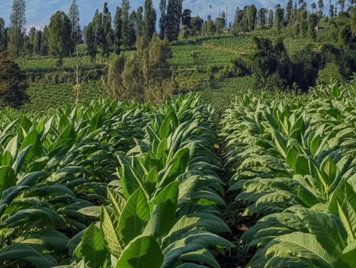Perkebunan Tembakau di Lereng Gunung Sumbing, Jawa Tengah (Credit Foto: Rudy Mbelong)
