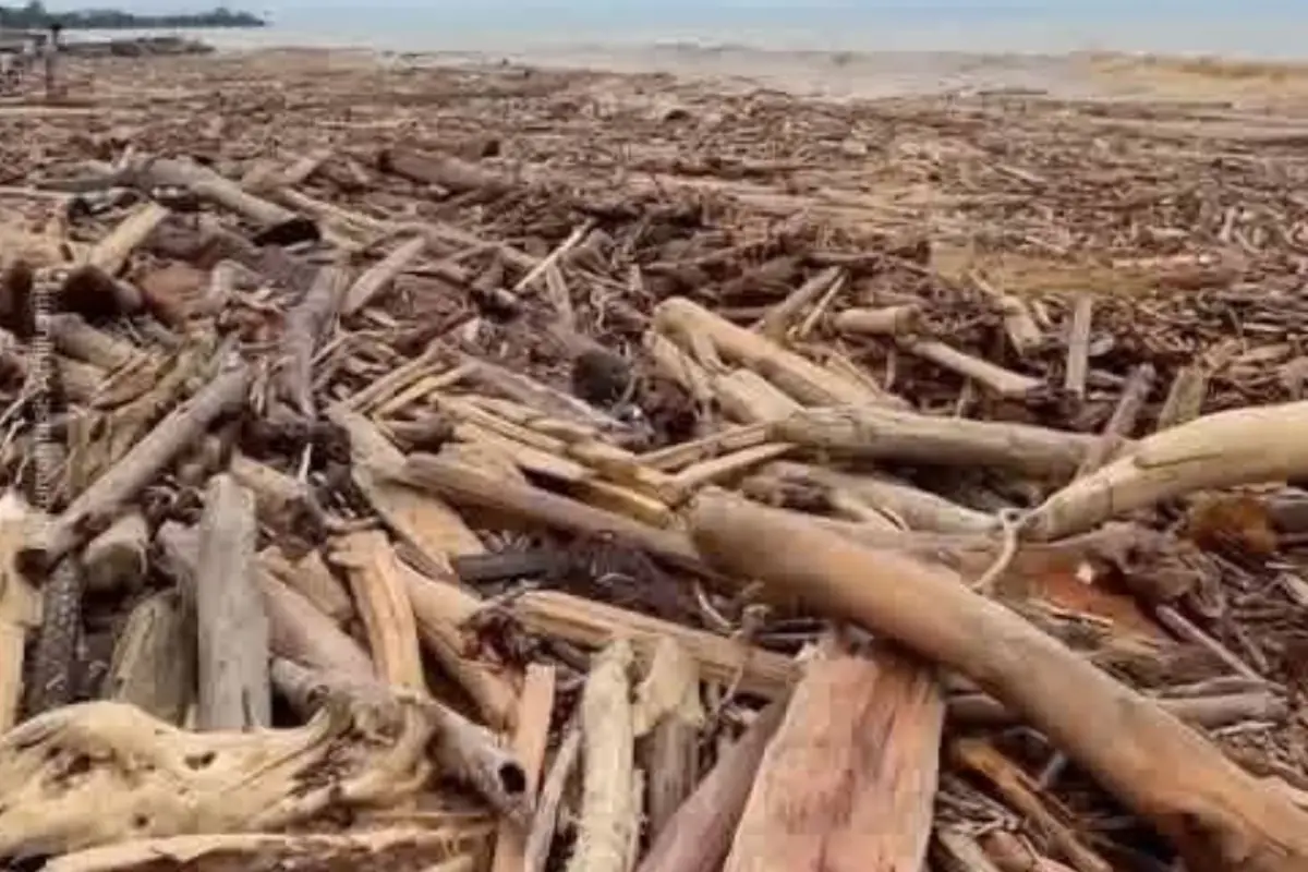 Kayu Ggelondong terseret banjir bandang hingga ke laut di Sumatera Barat Krisis hidrometeorologi mencapai puncaknya. Akhir November 2025 diwarnai duka mendalam saat gelombang banjir bandang dan longsor menerjang Aceh, Sumatera Utara, dan Sumatera Barat.