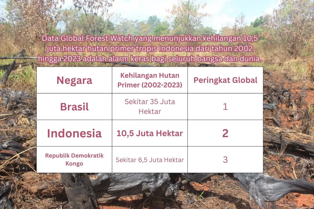 Krisis Ekologis Jeritan Hutan Primer Indonesia SUKABUPDATE.com - Data mencengangkan dari Global Forest Watch menjadi alarm keras bagi Indonesia dan dunia: dalam rentang waktu dua dekade, dari tahun 2002 hingga 2023, Indonesia telah kehilangan 10.5 juta