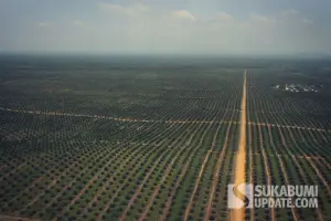 Pemandangan homogen menunjukkan bahwa alih fungsi lahan gambut dari atas Riau (Foto: Istimewa)