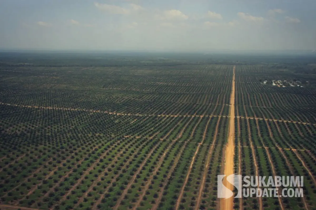 Hutan Kita Menjerit! Dampak Nyata Kehilangan 10 Juta Hektar Hutan Indonesia
