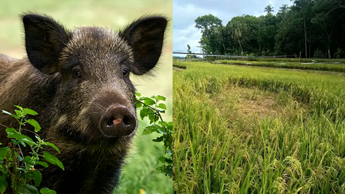 Kawanan Babi Hutan Serang Sawah di Tegalbuleud Sukabumi, Petani Khawatir Gagal Panen