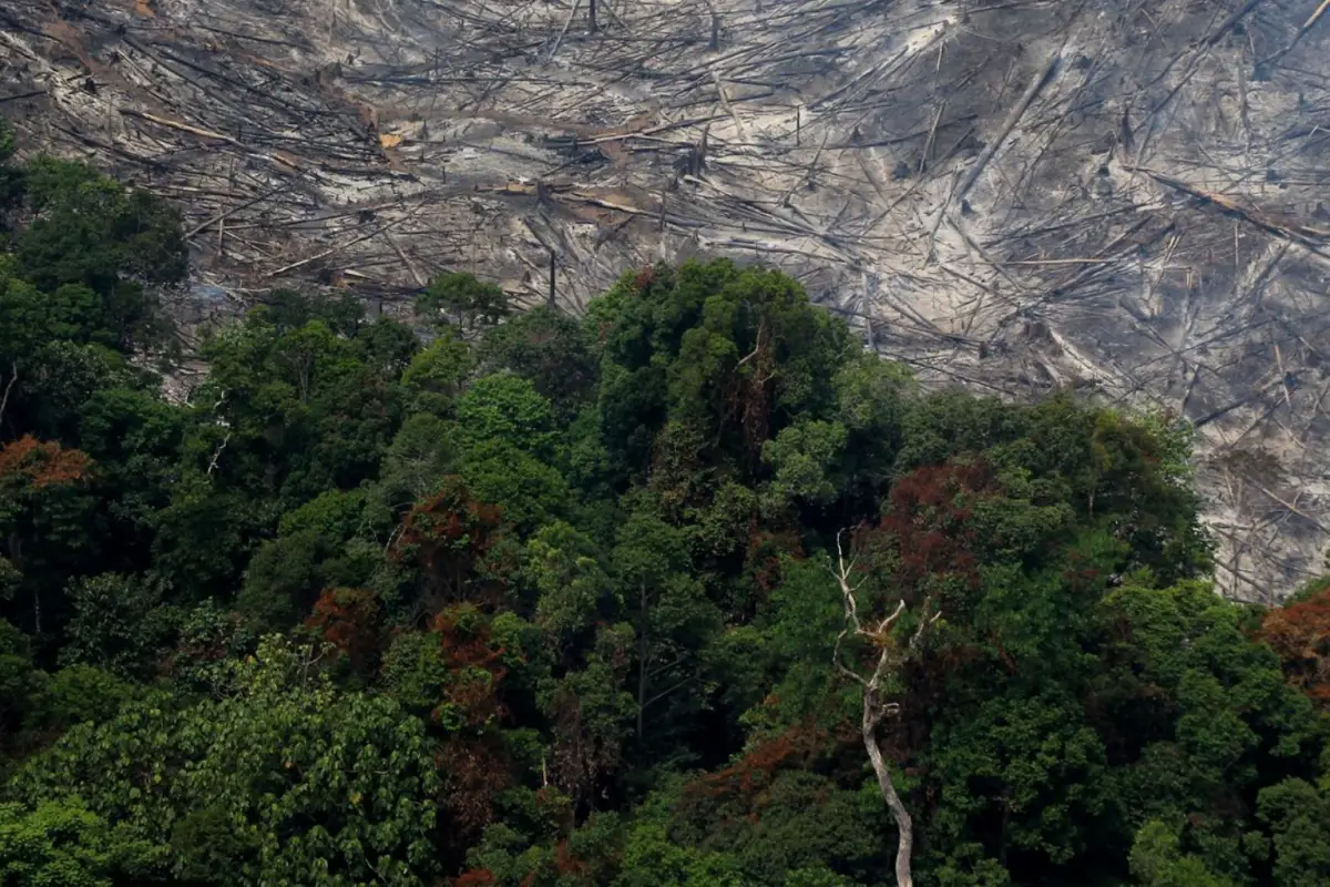 Deforestasi di kawasan Taman  Nasional Tesso Nilo 2016 (Foto:IstimewaI