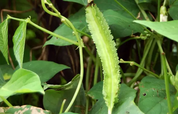 Kecipir, sayuran lokal dengan segudang manfaat (Sumber : Wikipedia)