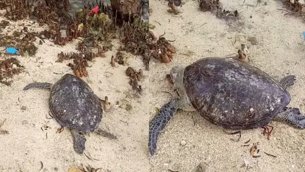 Penyu hijau yang ditemukan mati di hutan Lindung Tenda Biru Ujunggenteng, Sukabumi. Minggu (30/11/2025). (Sumber: Dok : Warga)