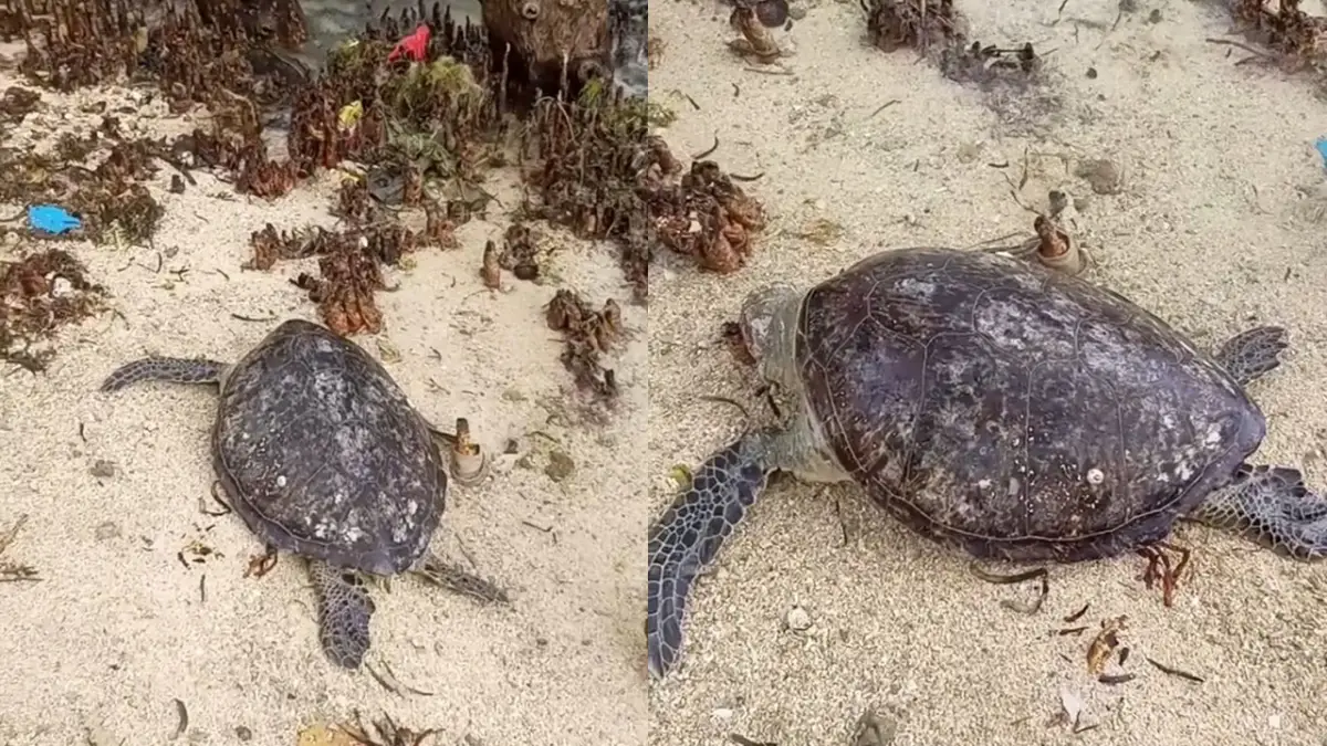 Penyu Hijau Ditemukan Mati dan Dimangsa Biawak di Hutan Lindung Tenda Biru Ujunggenteng Sukabumi