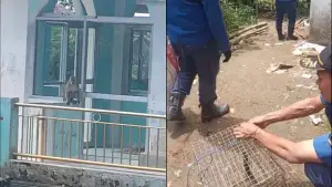 Monyet liar resahkan warga di Kampung Jalan Cagak RT 1 RW 07, Desa Cisaat, Kecamatan Cicurug, Kabupaten Sukabumi, Damkar turun tangan. (Sumber Foto: Istimewa)