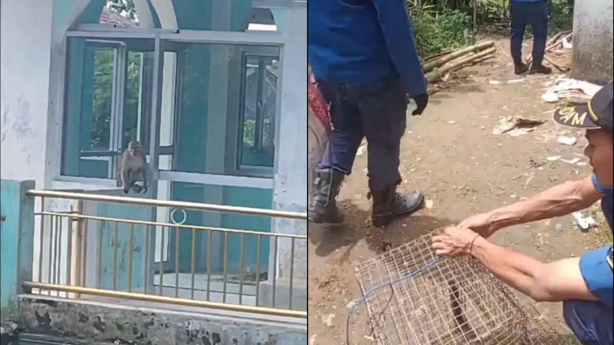 Tiga Hari Resahkan Warga, Monyet Liar di Cicurug Sukabumi Dikejar Damkar