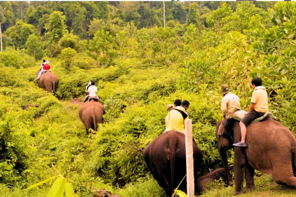 TNTN merupakan salah satu kantong populasi gajah terbesar yang tersisa di pulau Sumatera.Sayangnya, habitat yang berfungsi untuk koridor jelajah dan tempat mencari makan mereka menyempit drastis. (Credit: Greenradioline)