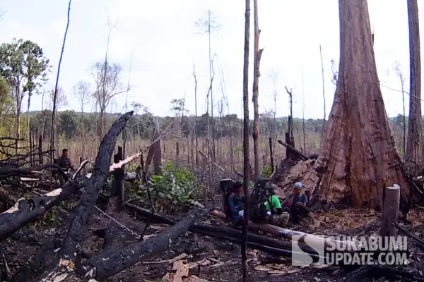 Kerusakan hutan di Tesso Nilo memiliki dampak bencana yang melampaui batas-batas taman nasional. (Sumber foto: istimewa)