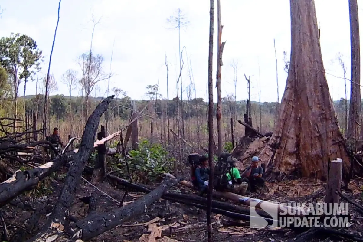Kerusakan hutan di Tesso Nilo memiliki dampak bencana yang melampaui batas-batas taman nasional.