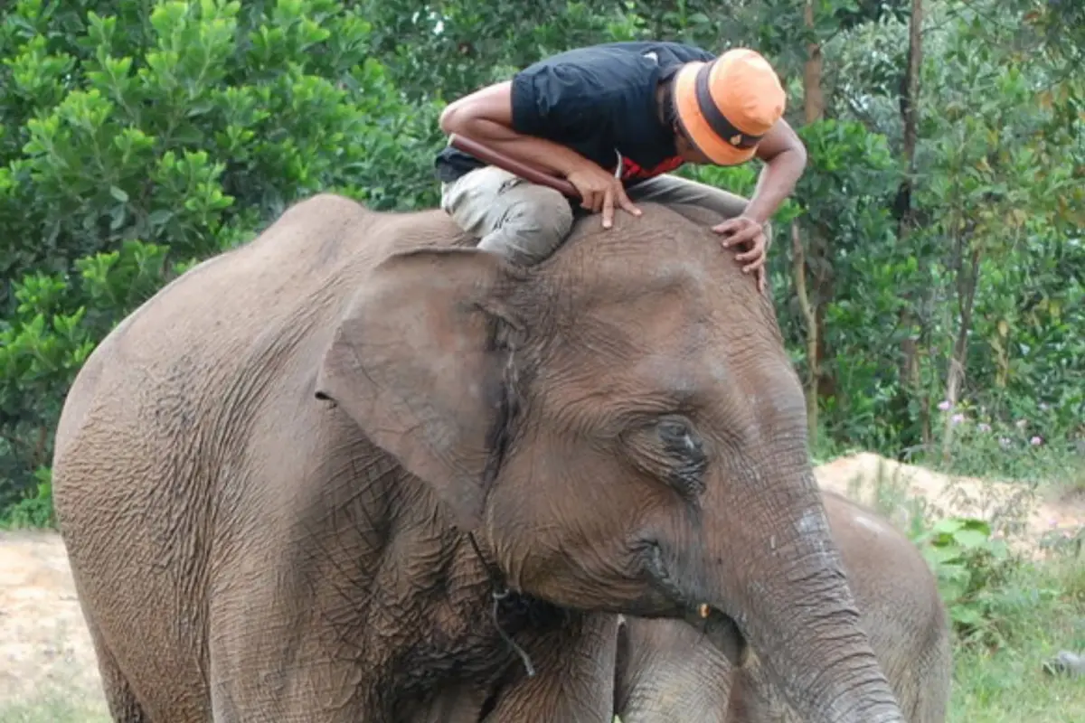 Populasi gajah liar di TNTN dikabarkan telah merosot, bahkan memicu konflik manusia-gajah yang intensif, di mana kawanan gajah yang kelaparan terpaksa memasuki perkebunan dan permukiman warga