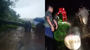 Petugas saat mengevakasi pohon albasia setinggi 15 meter yang tumbang menimpa ruas jalan Bagbagan–Mekarasih di Desa Cidadap Simpenan Sukabumi. (Sumber Foto: Istimewa)