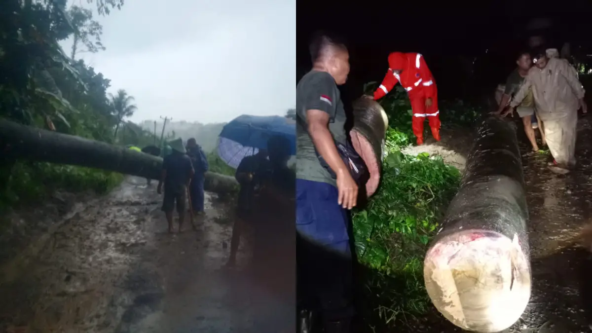 Pohon Albasia Setinggi 15 Meter Tumbang di Simpenan Sukabumi, Akses Jalan Sempat Lumpuh