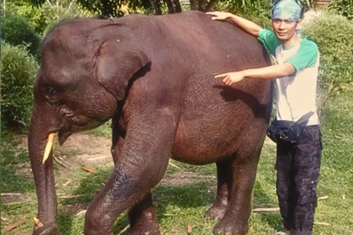 Anak gajah jinak flying squad Taman Nasional Tesso Nilo (TNTN)