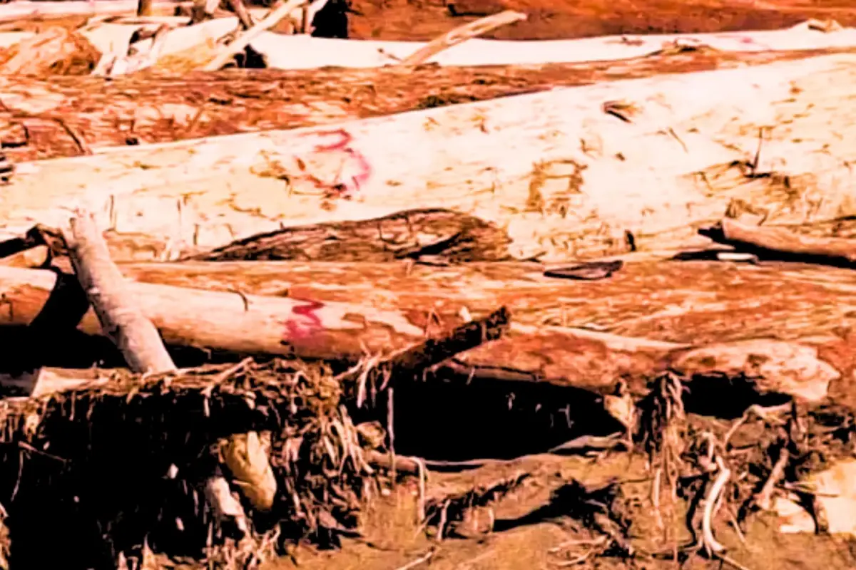 Jejak Ilegal Logging di Balik Bencana Sumatera Menguak Tabir Kayu Gelondongan Bernomor Merah