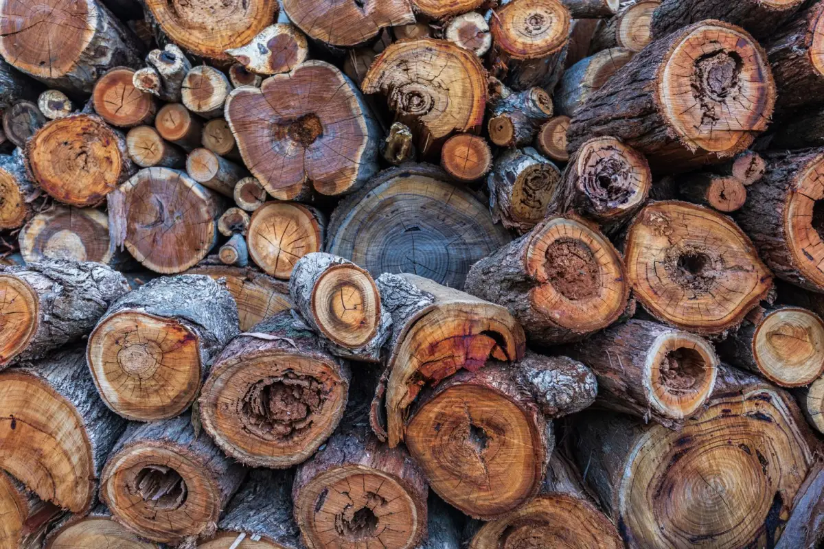 Spekulasi Logging Ilegal: Penomoran yang rapi secara otomatis memicu spekulasi di kalangan aktivis dan masyarakat: Apakah kayu-kayu ini berasal dari pembalakan liar (ilustrasi:Canva)