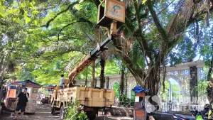 Pemangkasan pohon di alun-alun Palabuhanratu Sukabumi oleh Disperkim. (Sumber: SU/Ilyas Supendi)
