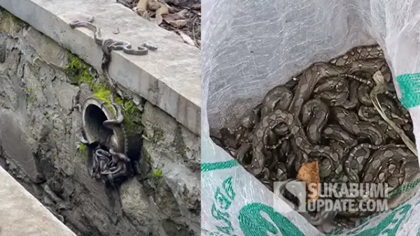 Petugas Damkar Posko 1 Palabuhanratu evakuasi anak ular sanca. (Sumber : SU/Ilyas).