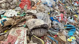 Sampah-sampah di TPA Cikundul, Kecamatan Lembursitu, Kota Sukabumi, Sabtu, 8 November 2025. | Foto: Oksa Bachtiar Camsyah