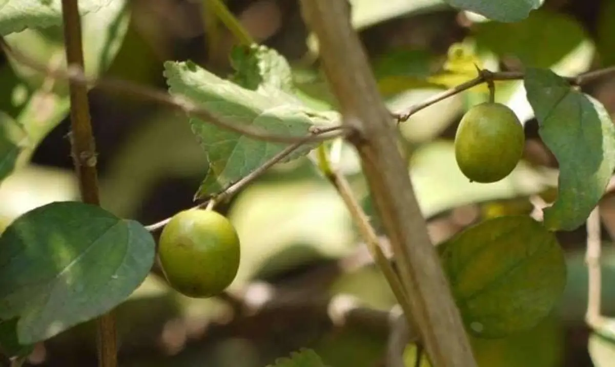 Dari Buah hingga Daun: 12 Manfaat Tanaman Bidara untuk Kesehatan Tubuh dan Pikiran