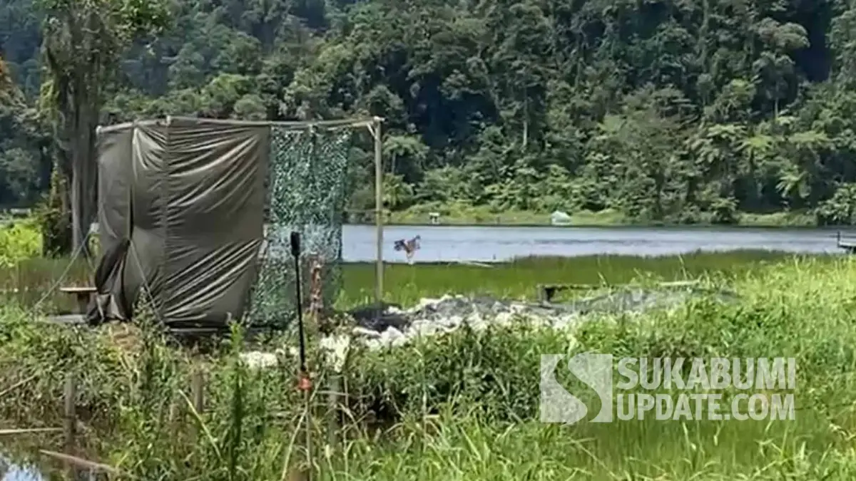 Elang Jawa 'Raja Dirgantara' saat dilepasliarkan di tepian danau Situ Gunung, Taman Nasional Gunung Gede Pangrango (TNGGP), Kabupaten Sukabumi, Sabtu (13/12/2025).