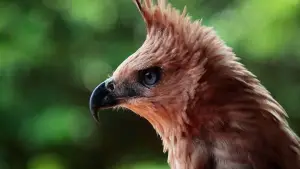 Elang Jawa, spesies endemik Pulau Jawa yang berstatus terancam punah. Foto hanya ilustrasi. (Sumber Foto: flickr.com/ui_hsd)