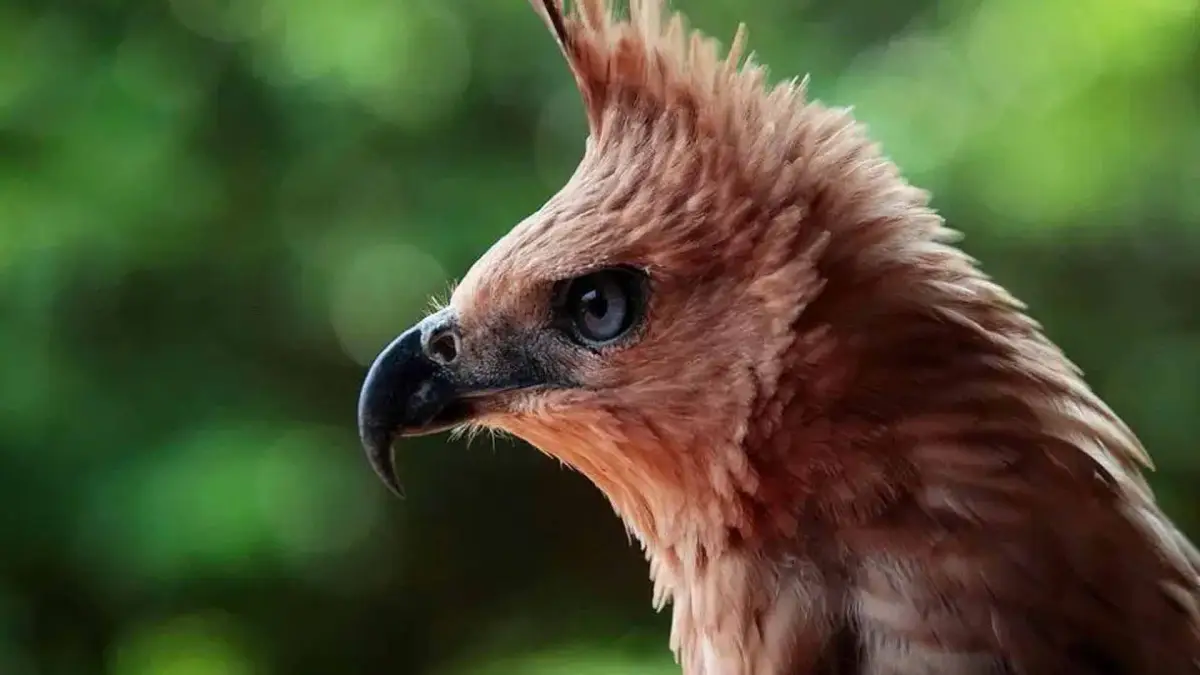 Elang Jawa 'Raja Dirgantara' Kembali Mengangkasa di Langit Sukabumi, Dipantau GPS