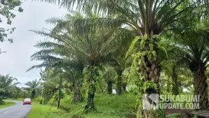 Perkebunan sawit ratusan hektar yang berlokasi di kawasan Geopark Ciletuh di Kecamatan Ciemas, Kabupaten Sukabumi. (Sumber Foto: SU/Ragil Gilang)