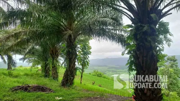 Perkebunan sawit ratusan hektar yang berlokasi di kawasan Geopark Ciletuh di Kecamatan Ciemas, Kabupaten Sukabumi. (Sumber Foto: SU/Ragil Gilang)