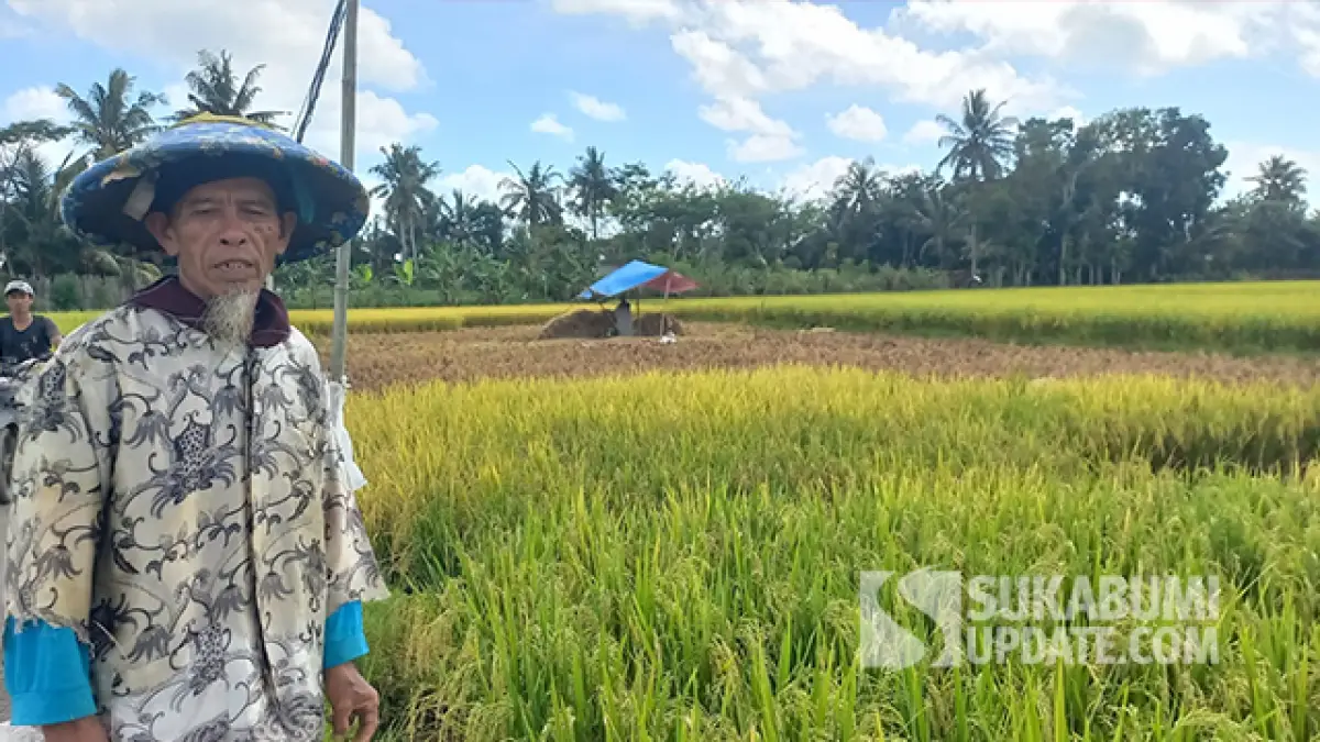 Petani Tegalbuleud Sukabumi Mulai Panen Padi, Harga Gabah Masih Belum Stabil