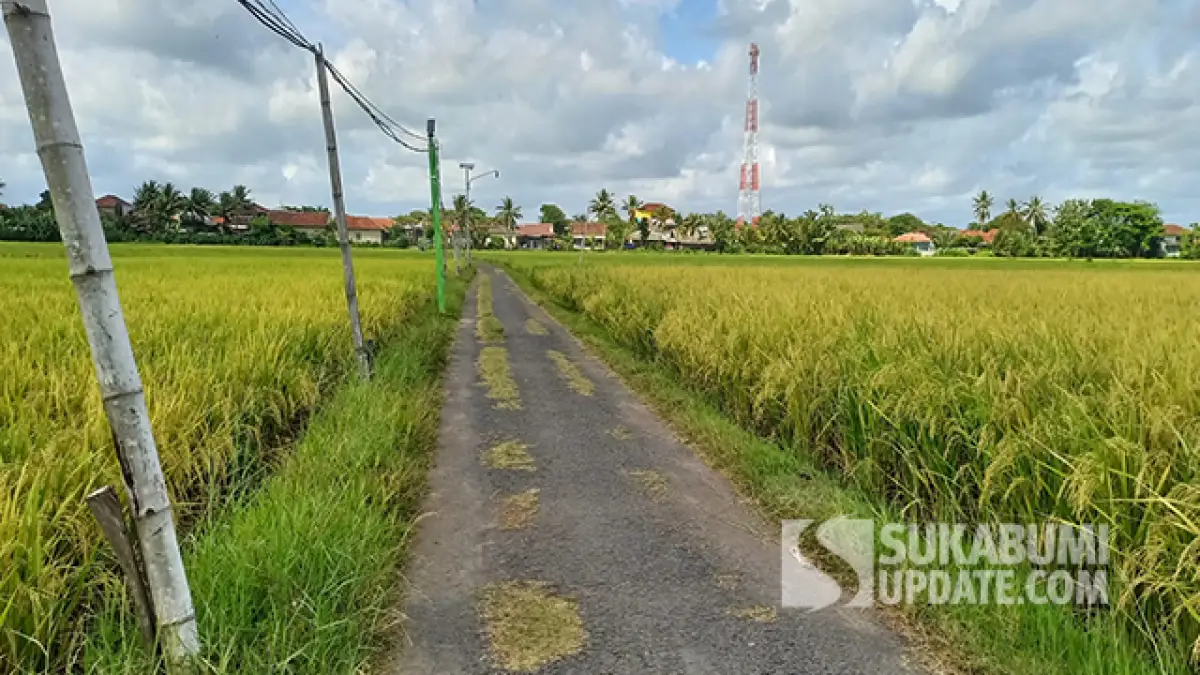 Musim panen padi di Kecamatan Tegalbuleud, Kabupaten Sukabumi. | SU/Ragil Gilang