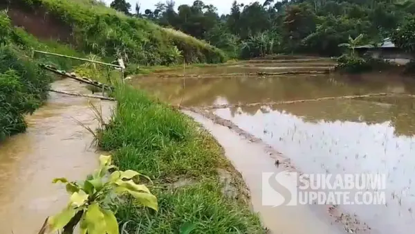 Lahan persawahan di Kampung Tangkil, Desa Bantaragung, Kecamatan Jampangtengah, Kabupaten Sukabumi, terendam banjir akibat luapan Sungai Cikaler usai hujan lebat. (Sumber Foto: P2BK Jampangtengah)